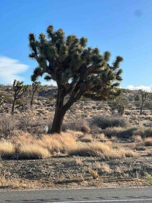 Ferienwohnung Joshua Tree National Park - Cozy Palms Getaway Twentynine Palms Exterior foto